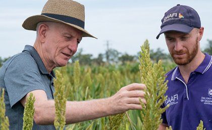 L-R Robert Henry, Patrick Mason - at Gatton library of sorghum mutants. Image: The University of Queensland L-R Robert Henry, Patrick Mason - at Gatton library of sorghum mutants. Image: The University of Queensland